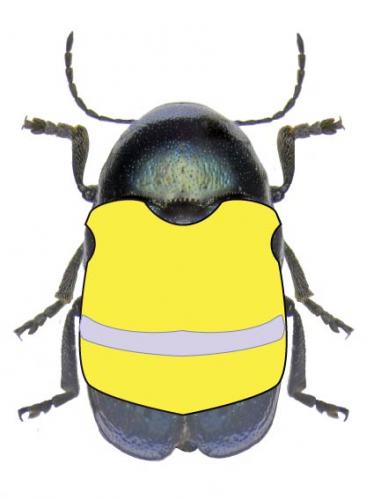 Cryptocephalus sp.